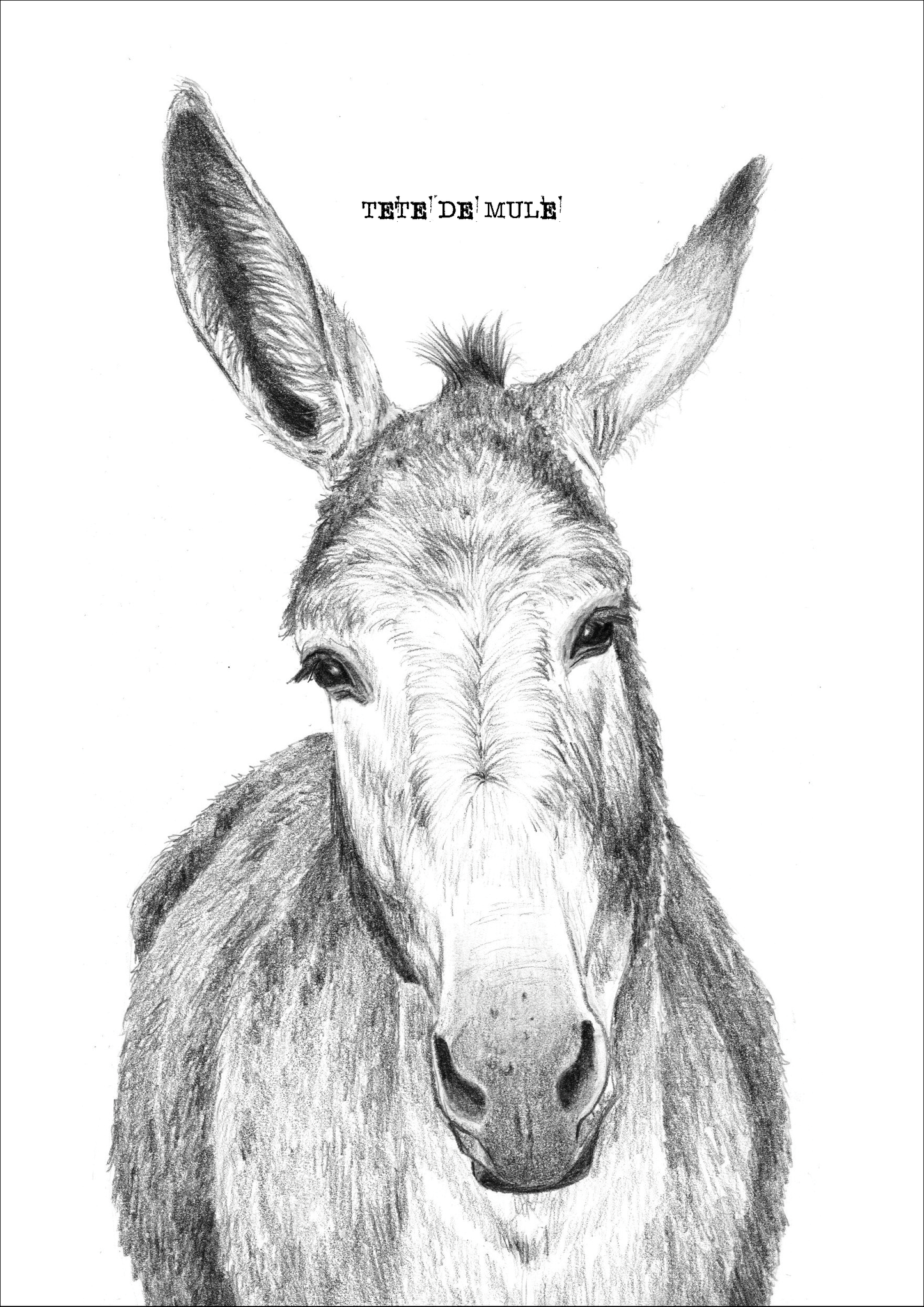 TÊTE DE MULE - A5
