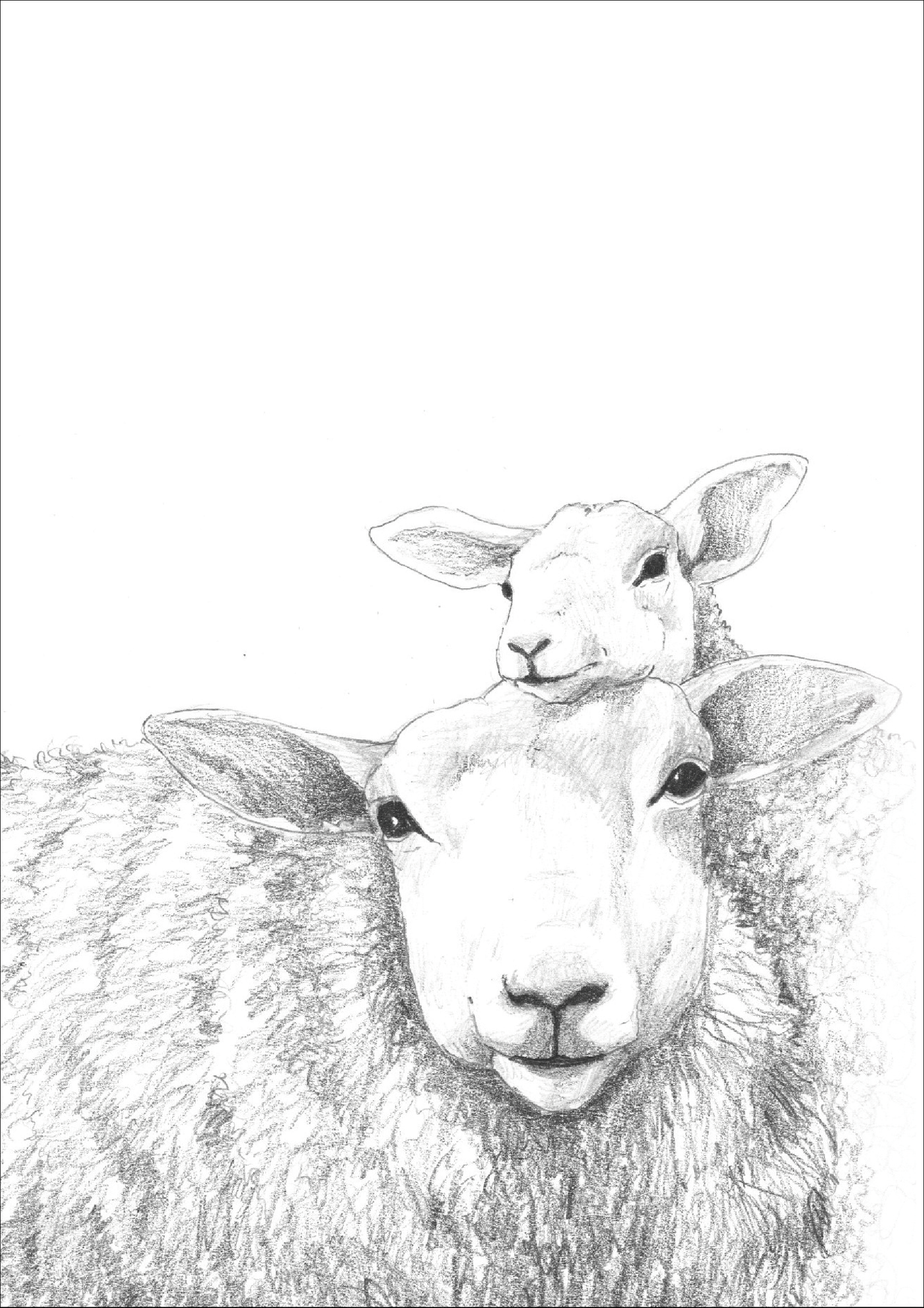 DOUX COMME UN AGNEAU - A5