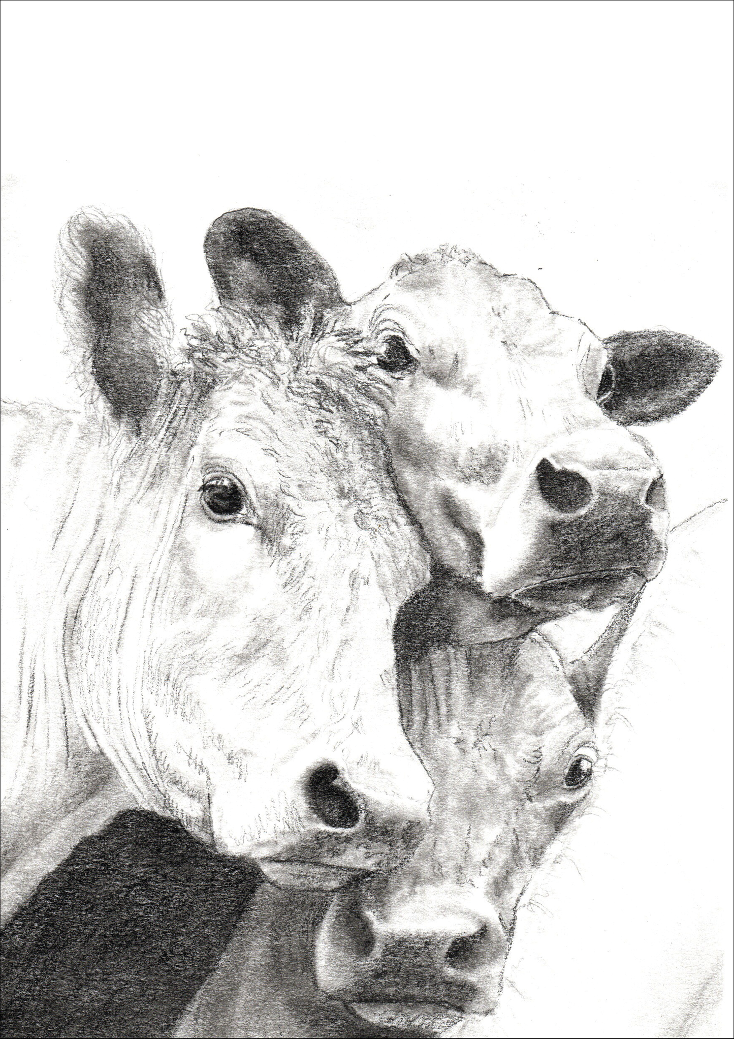 METTRE LA CHARRUE AVANT LES BOEUFS - A5