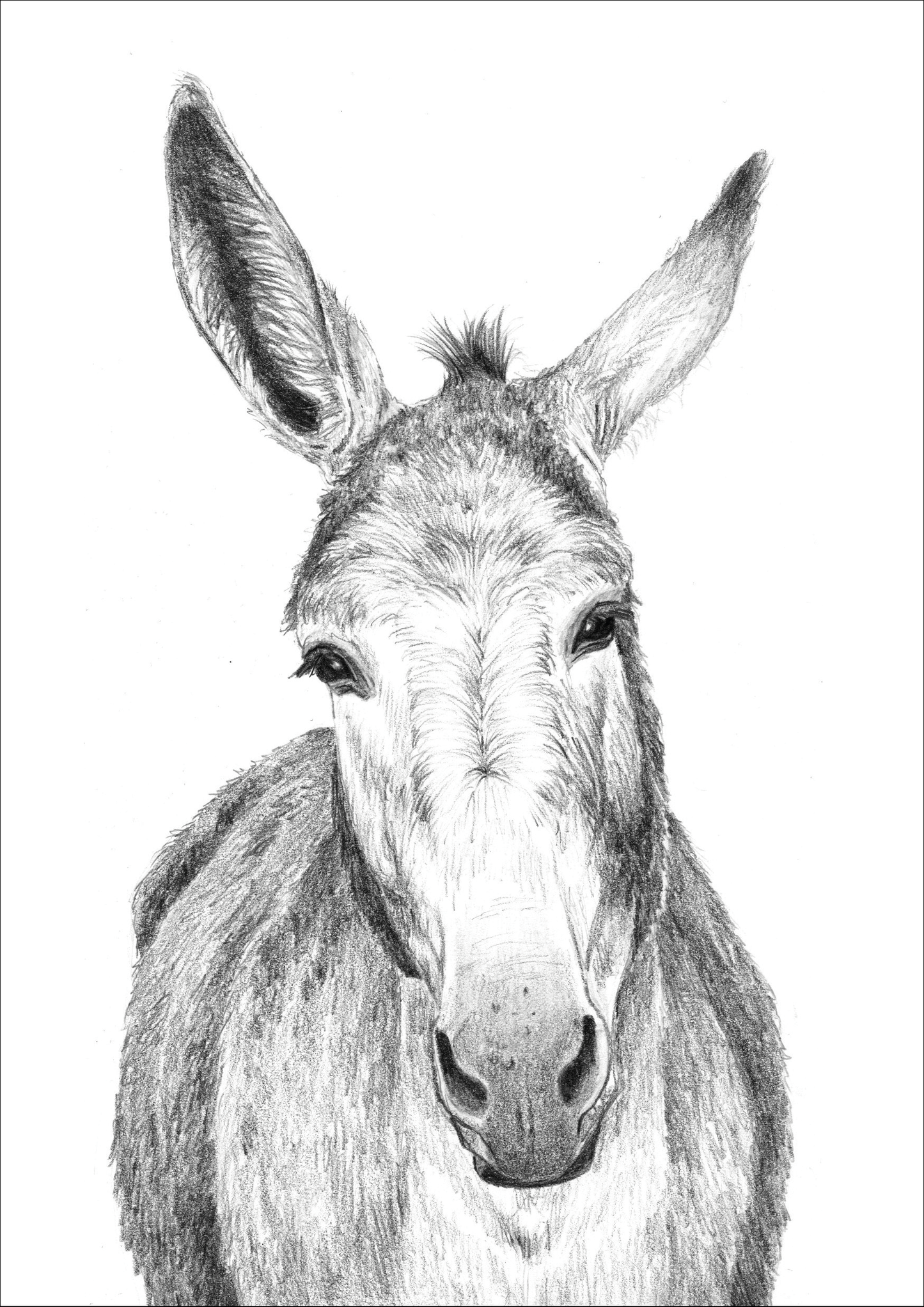 TÊTE DE MULE - A5